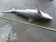 Dead juvenile bull shark, Source : Ming Pao