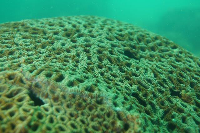 Hard corals found